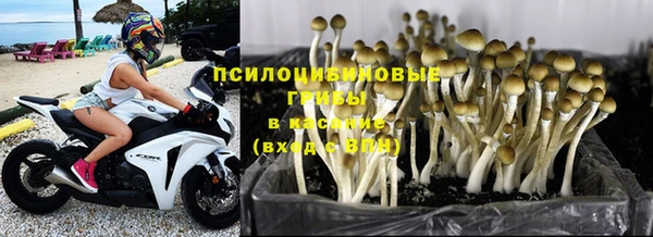 прущие крисы Бородино